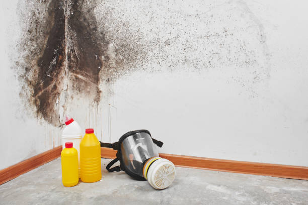 Best Home Mold Removal  in Nicholasville, KY