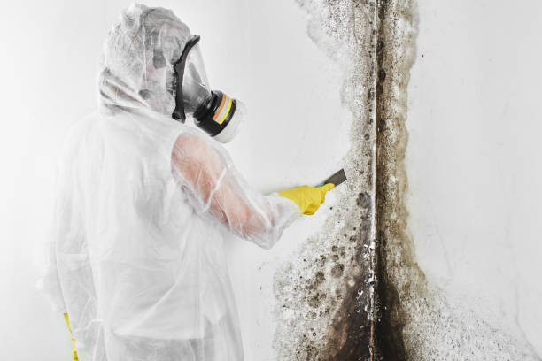 Trusted Nicholasville, KY Mold Removal Experts