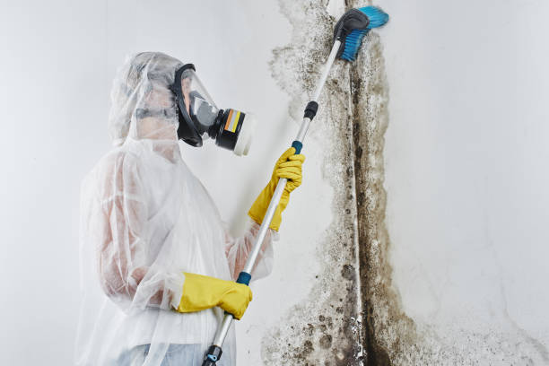 Best Mold Testing and Removal  in Nicholasville, KY