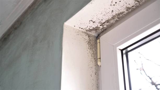 Best Black Mold Removal  in Nicholasville, KY