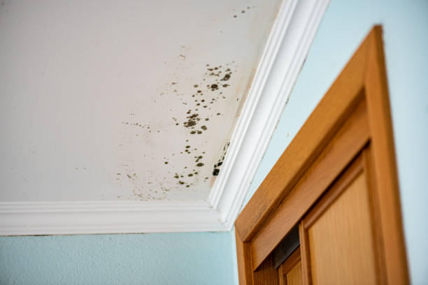 Best Toxic Mold Removal  in Nicholasville, KY