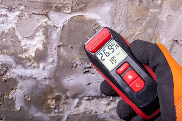 Best Mold Removal Company Near Me  in Nicholasville, KY