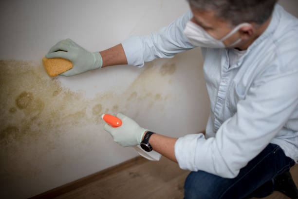 Mold Testing and Removal in Nicholasville, KY
