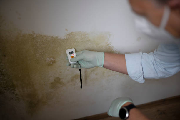 Best Attic Mold Removal  in Nicholasville, KY