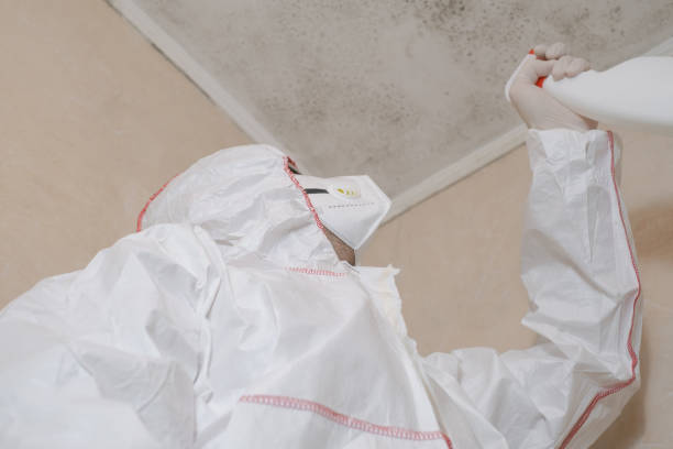 Best Toxic Mold Removal  in Nicholasville, KY