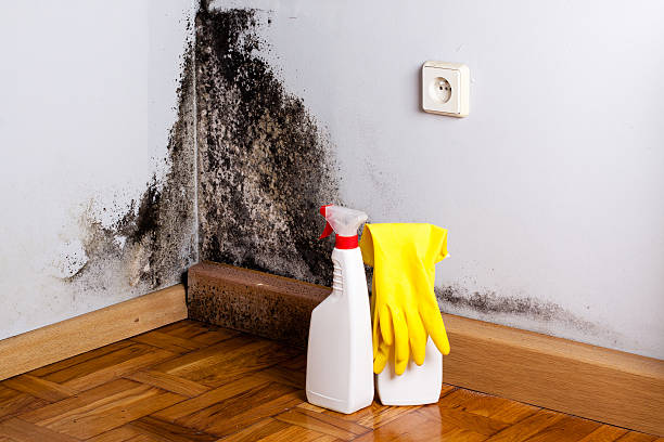 Best Mold Remediation  in Nicholasville, KY