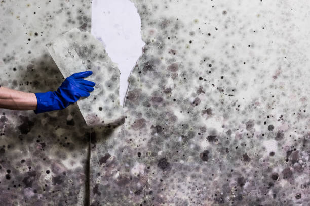 Best Commercial Mold Removal  in Nicholasville, KY