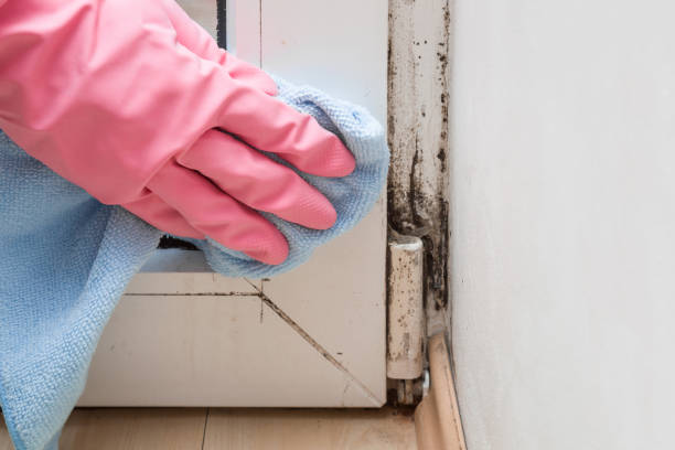 Best Certified Mold Removal  in Nicholasville, KY