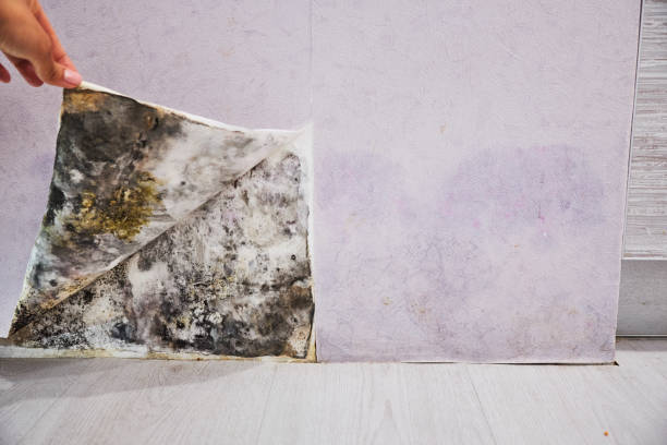 Best Mold Damage Repair  in Nicholasville, KY